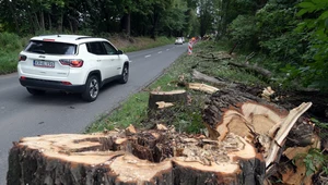 W ramach budowy ścieżki pieszo-rowerowej tuż za Krakowem zaplanowano wycinkę 300 drzew