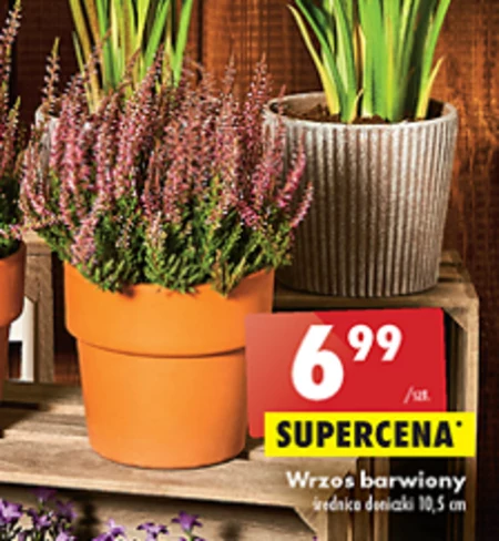 Wrzos Biedronka