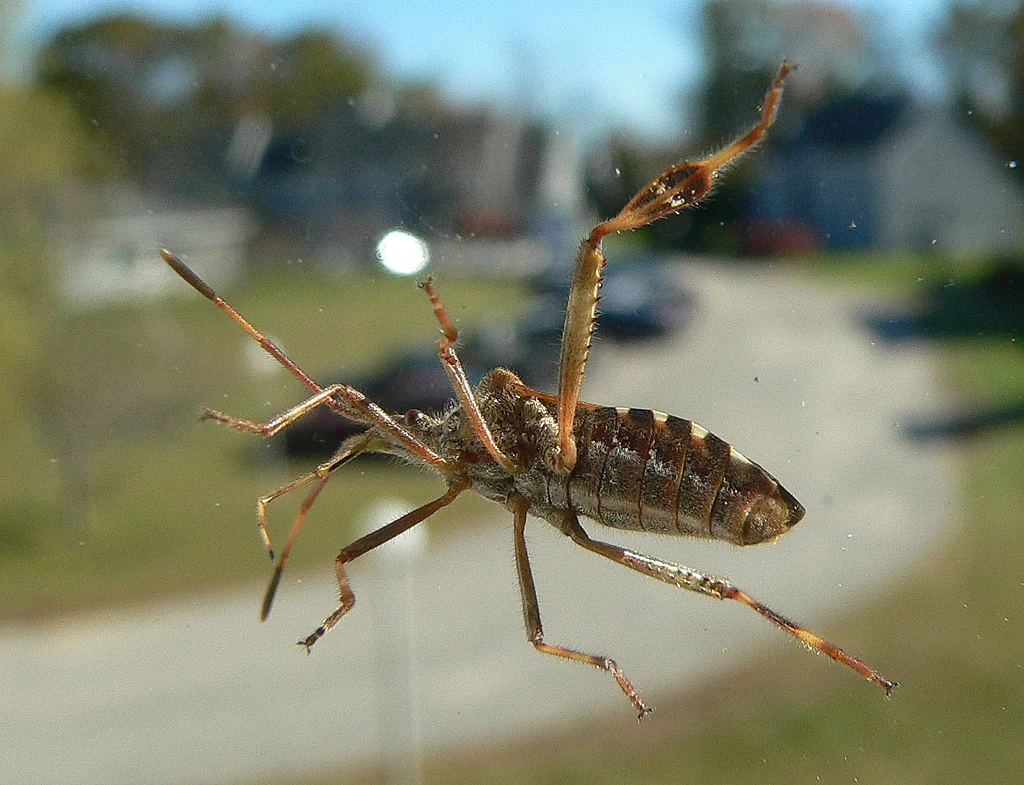 Wtyk amerykański - widziałeś go w swoim domu?