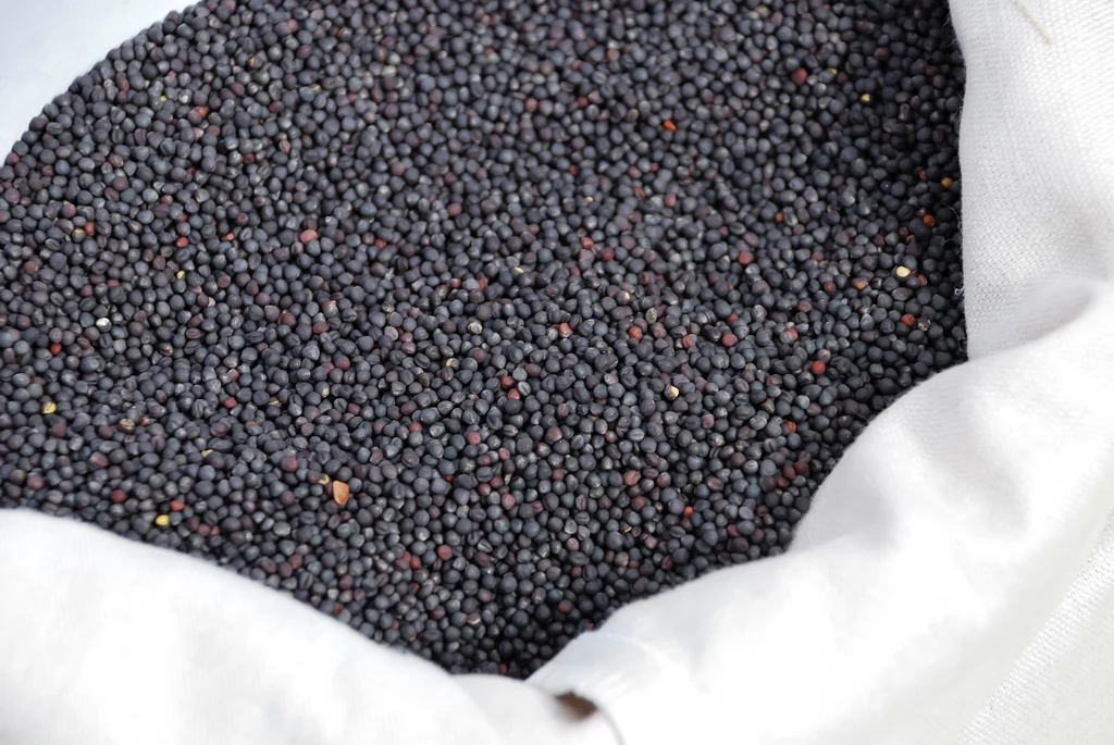 Producenci rzepaku zablokowali zmiany w biopaliwach 