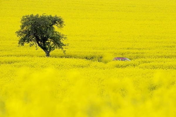 Polska potentatem na rynku rzepaku 