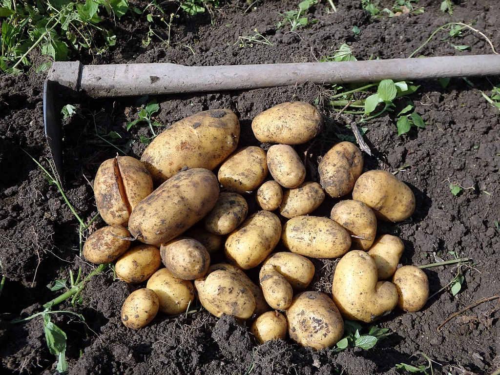 Co posadzić w miejscu po ziemniakach?