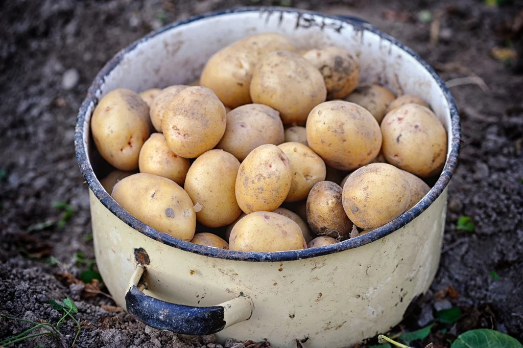 Co robić po zbiorach ziemniaków? Zaplanuj to dobrze