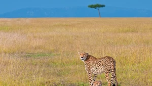 Kontrowersyjny transport gepardów do Indii przez 8000 km. "Szczyt próżności"?