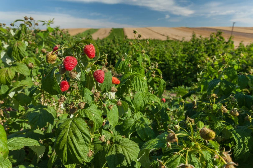 Przycinanie malin jesienią jest bardzo ważne. Przygotowuje krzewy do nadchodzącej zimy