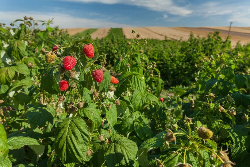 Przycinanie malin jesienią jest bardzo ważne. Przygotowuje krzewy do nadchodzącej zimy Przycinanie malin jesienią jest bardzo ważne. Przygotowuje krzewy do nadchodzącej zimy