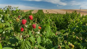 Przycinanie malin. Jak przycinać maliny na jesień i kiedy to zrobić?