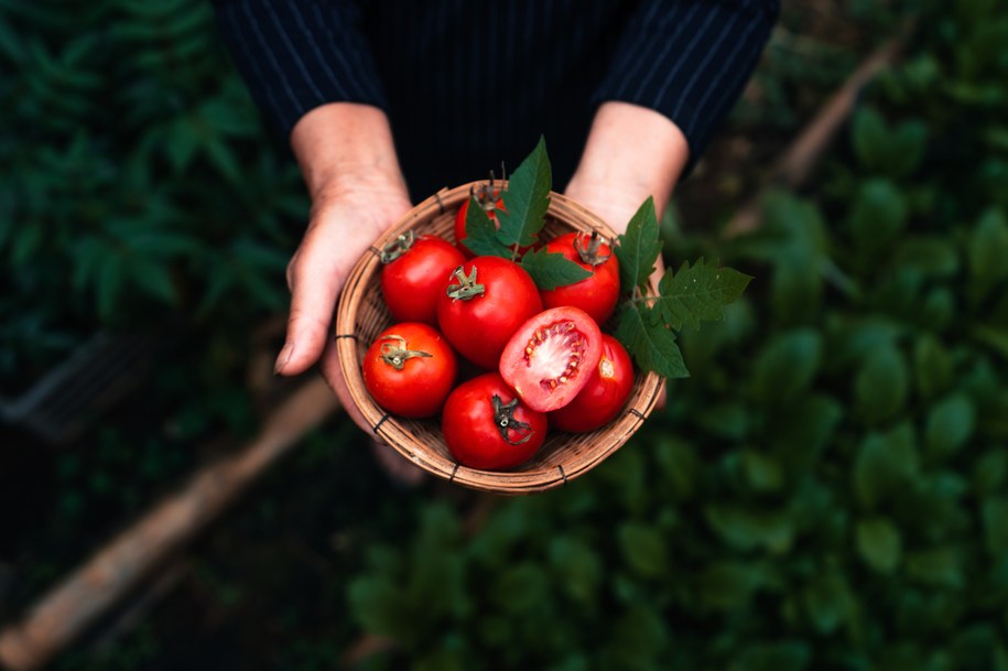 Pomidor - sok z tego warzywa świetnie czyści ślady po atramencie