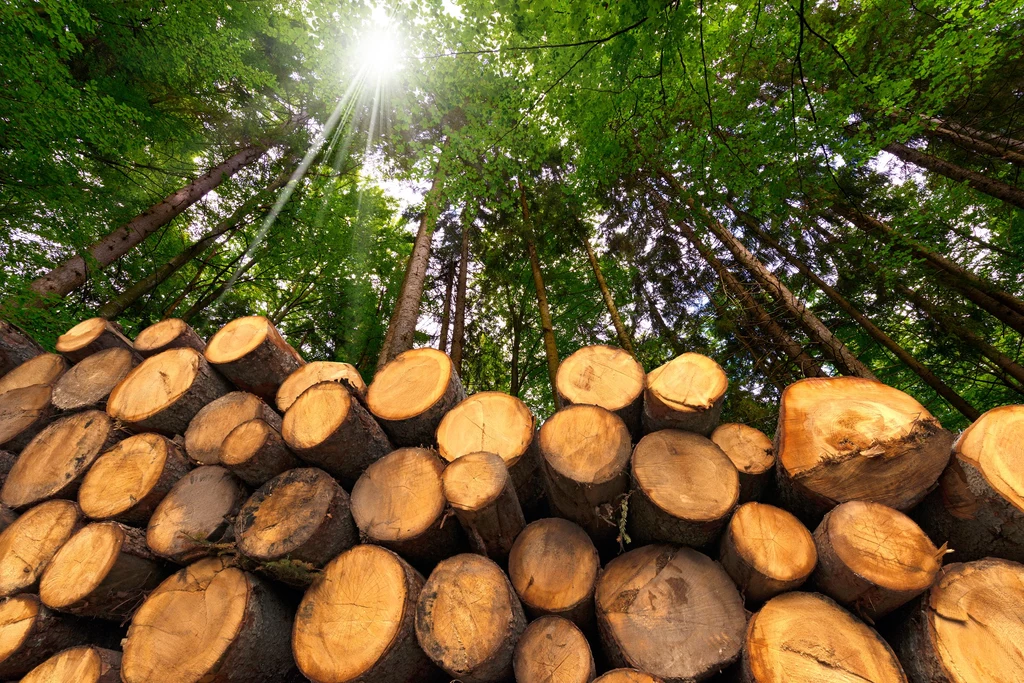W Polsce nasilają się kradzieże drewna z lasów. Winny jest kryzys energetyczny, ale dużą rolę odgrywa też zwykła chciwość