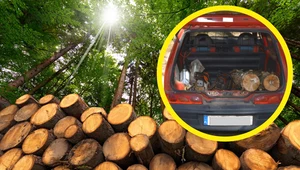 Polacy kradną drewno z lasów. Złodzieje wywożą je na potęgę