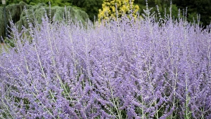 To najodporniejsza odmiana lawendy. Zachwyca pięknem i przetrwa nawet mrozy