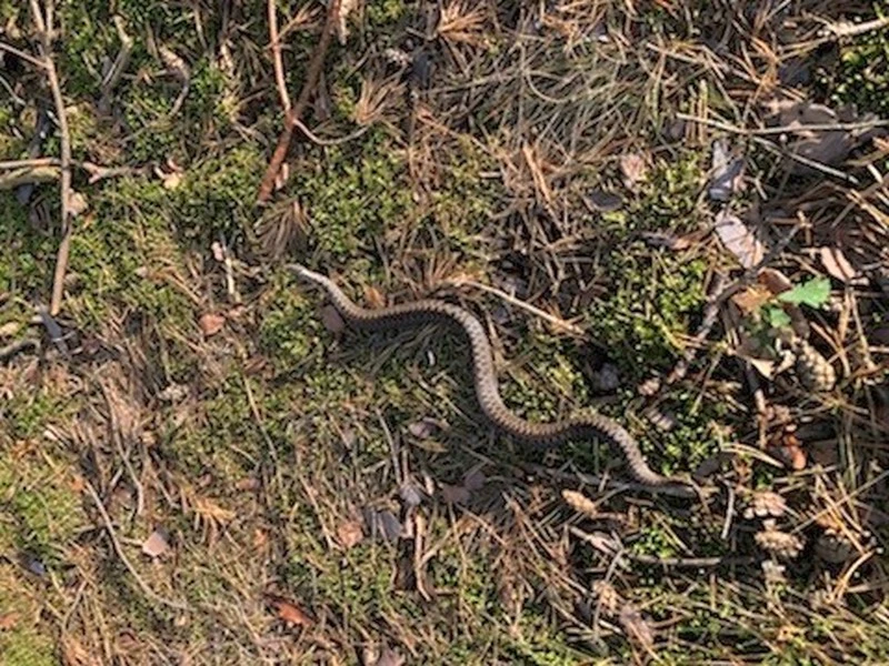 Żmije są raczej skryte i wolą unikać ludzi Żmije są raczej skryte i wolą unikać ludzi