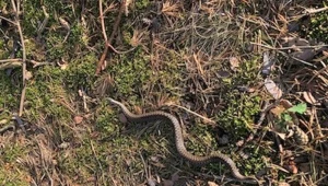 Żmija wygrzewała się w słońcu. Nie przejmowała się obecnością gospodarza