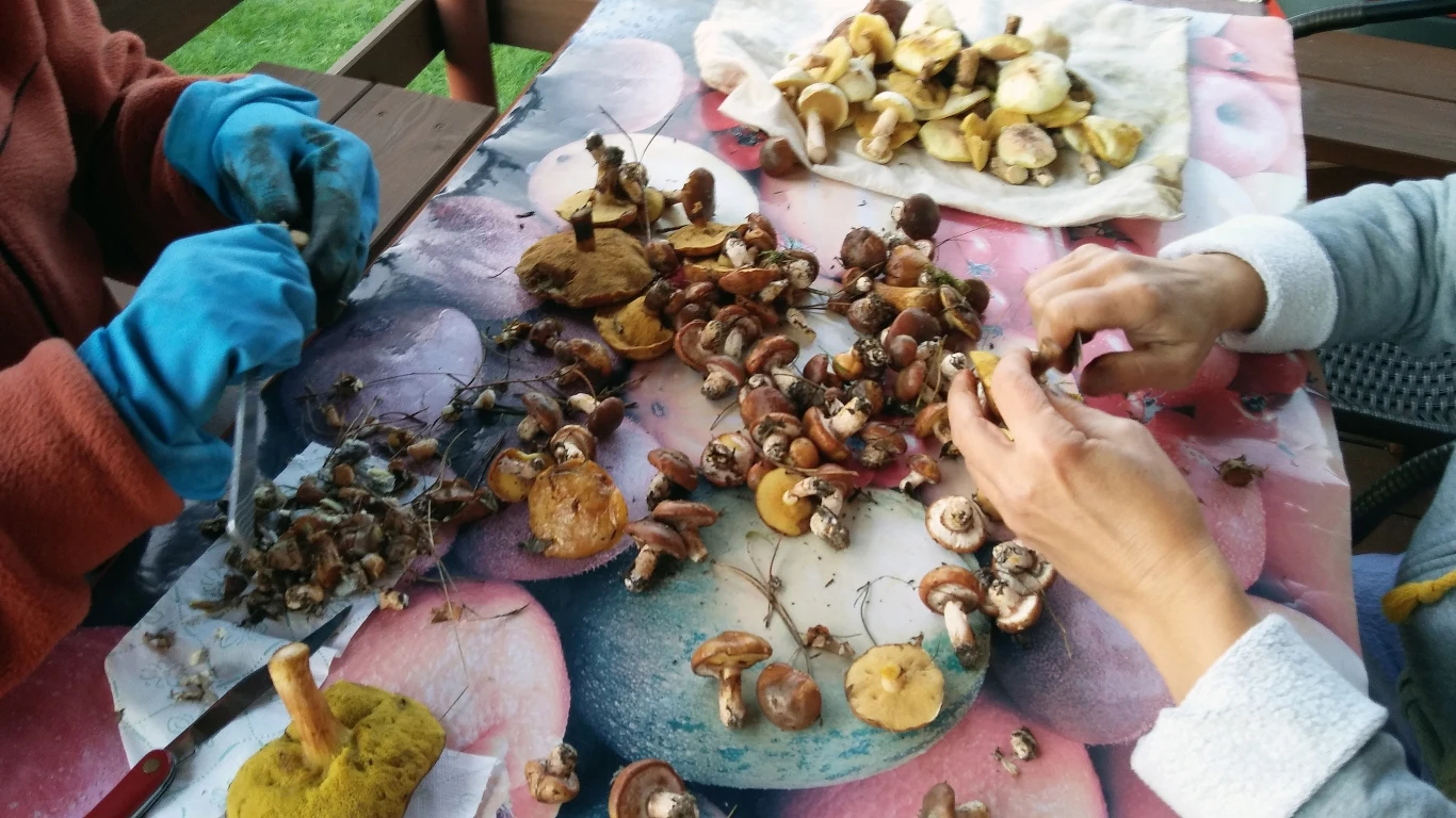 Oczyszczanie grzybów z zabrudzeń, ściółki leśnej i piasku należy wykonać starannie i bardzo dokładnie