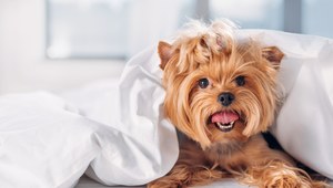 Yorkshire terrier.