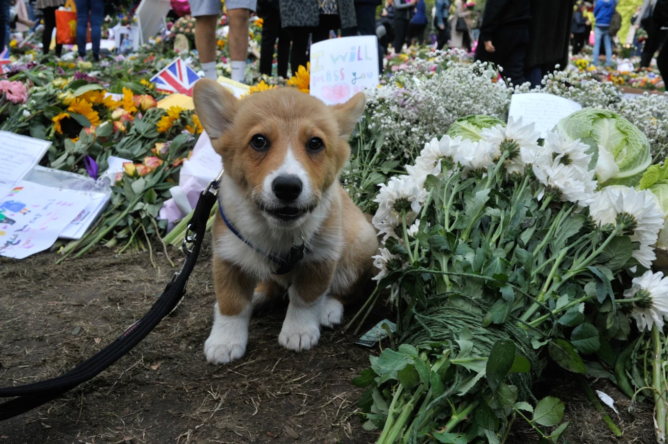 Szczeniak Corgi wśród kwiatów złożonych w hołdzie królowej Elżbiecie w Green Park, 18 września