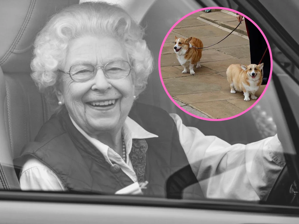 Corgi żegnają królową