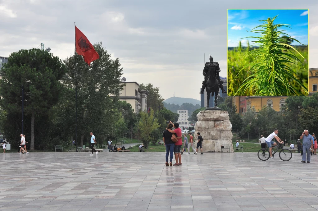 Albański rząd chce zalegalizować marihuanę w celach medycznych Albański rząd chce zalegalizować marihuanę w celach medycznych