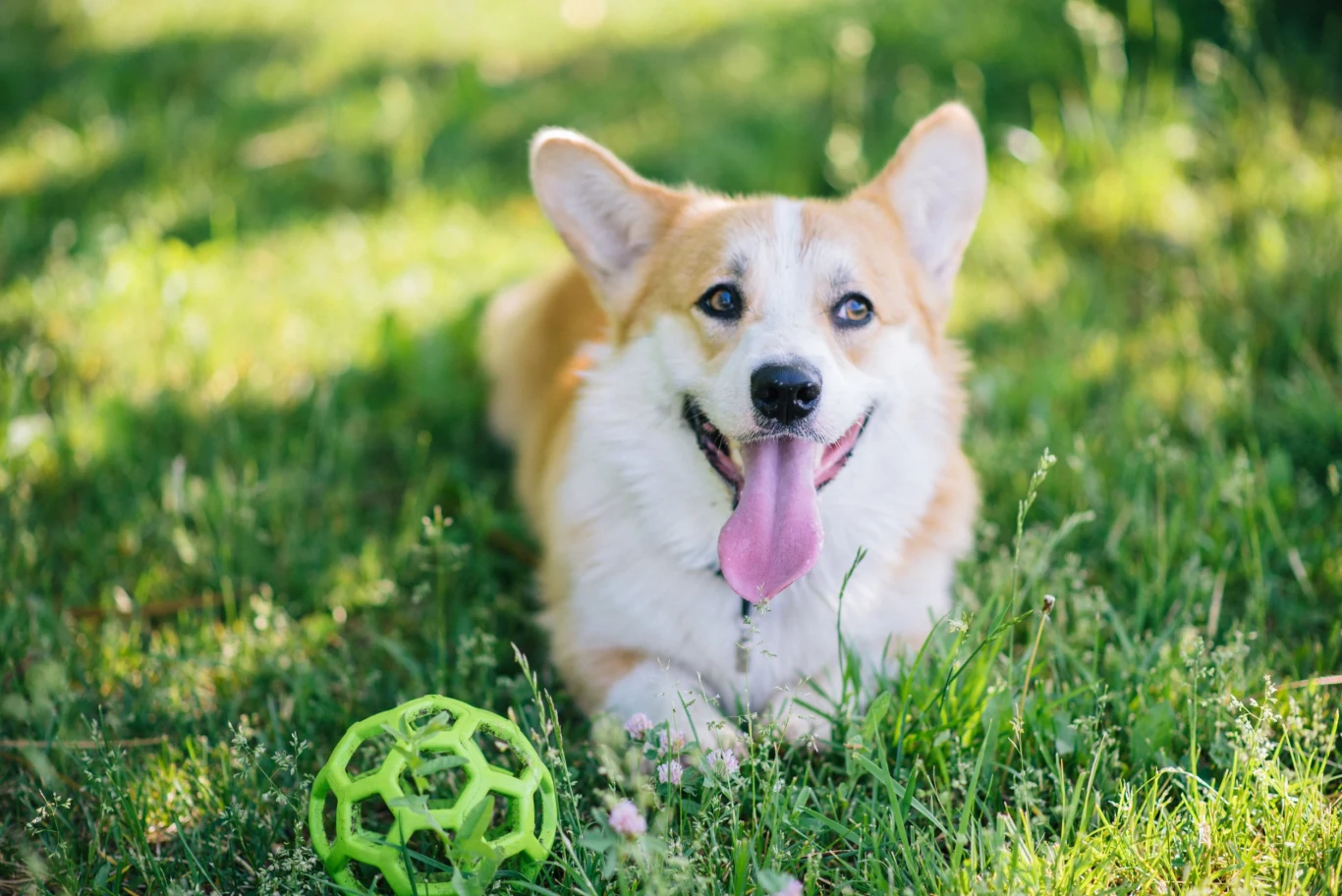 Od pasterzy do ulubieńców królowej. Tak można w skrócie opisać dzieje psów rasy corgi
