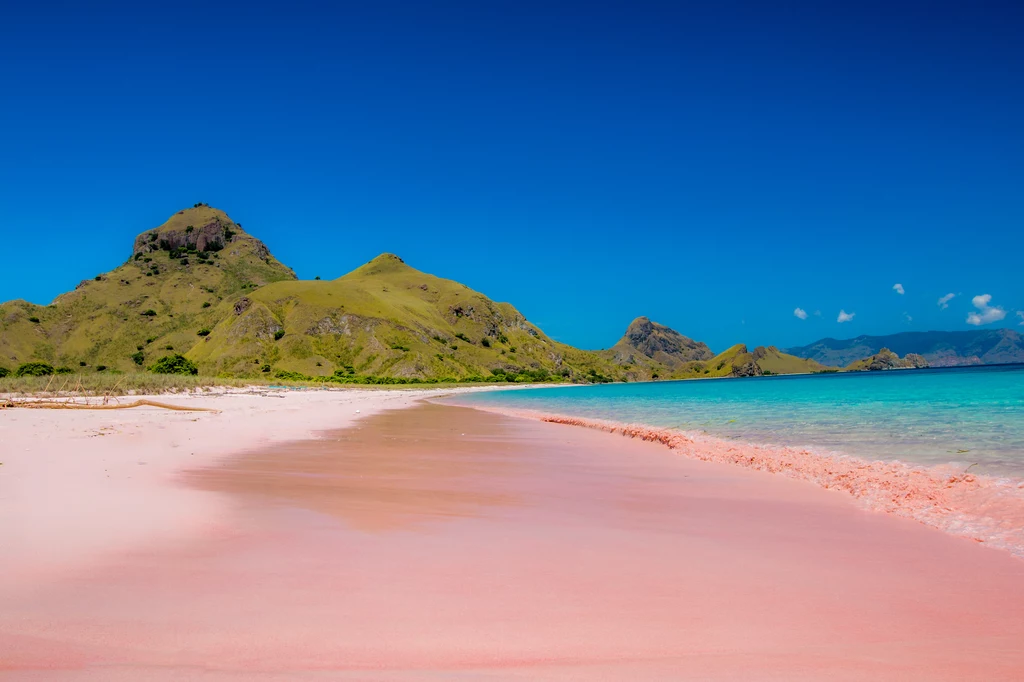 Różowa plaża na wyspie Komodo przyciąga wielu turystów.