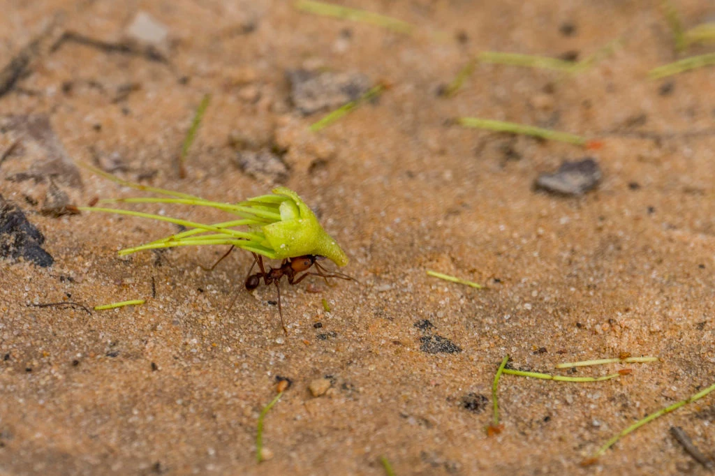 Mrówki zbierają rośliny i igły z drzew do budowy gniazda