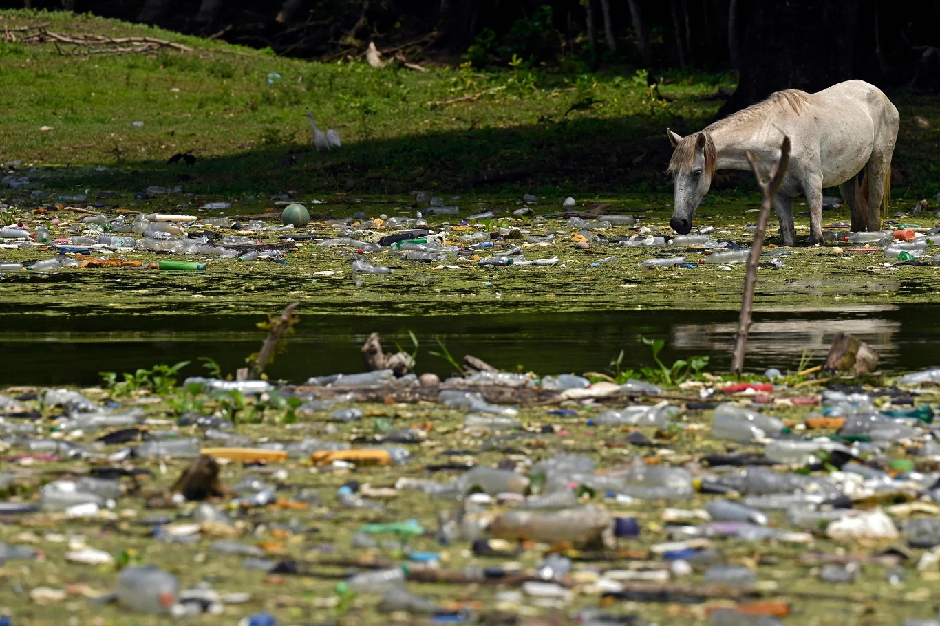 Wody Ameryki Centralnej zostały zalane przez plastikowe śmieci. Tysiące ton odpadów płyną prawdopodobnie z Gwatemali, zatruwając sąsiedni Salwador i Honduras. Wody Ameryki Centralnej zostały zalane przez plastikowe śmieci. Tysiące ton odpadów płyną prawdopodobnie z Gwatemali, zatruwając sąsiedni Salwador i Honduras.