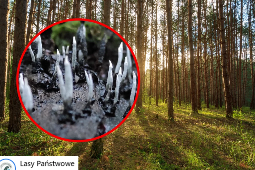 Zaskakujące znalezisko w polskim lesie. Leśnicy pokazali zdjęcia