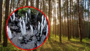 Zaskakujące znalezisko w polskim lesie. Lasy Państwowe publikują zdjęcie