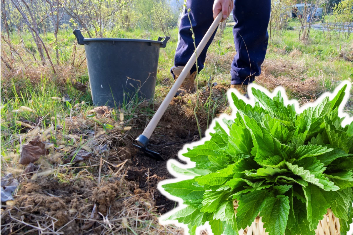 Ściółkowanie gleby w ogrodzie - to proste! Ściółkowanie gleby w ogrodzie - to proste!