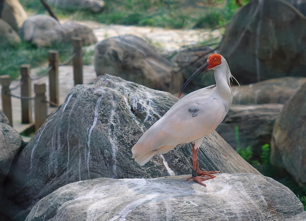Dzięki analizie genomu ibisa czubatego udało się odkryć enzym, który może być przełomem w medycynie