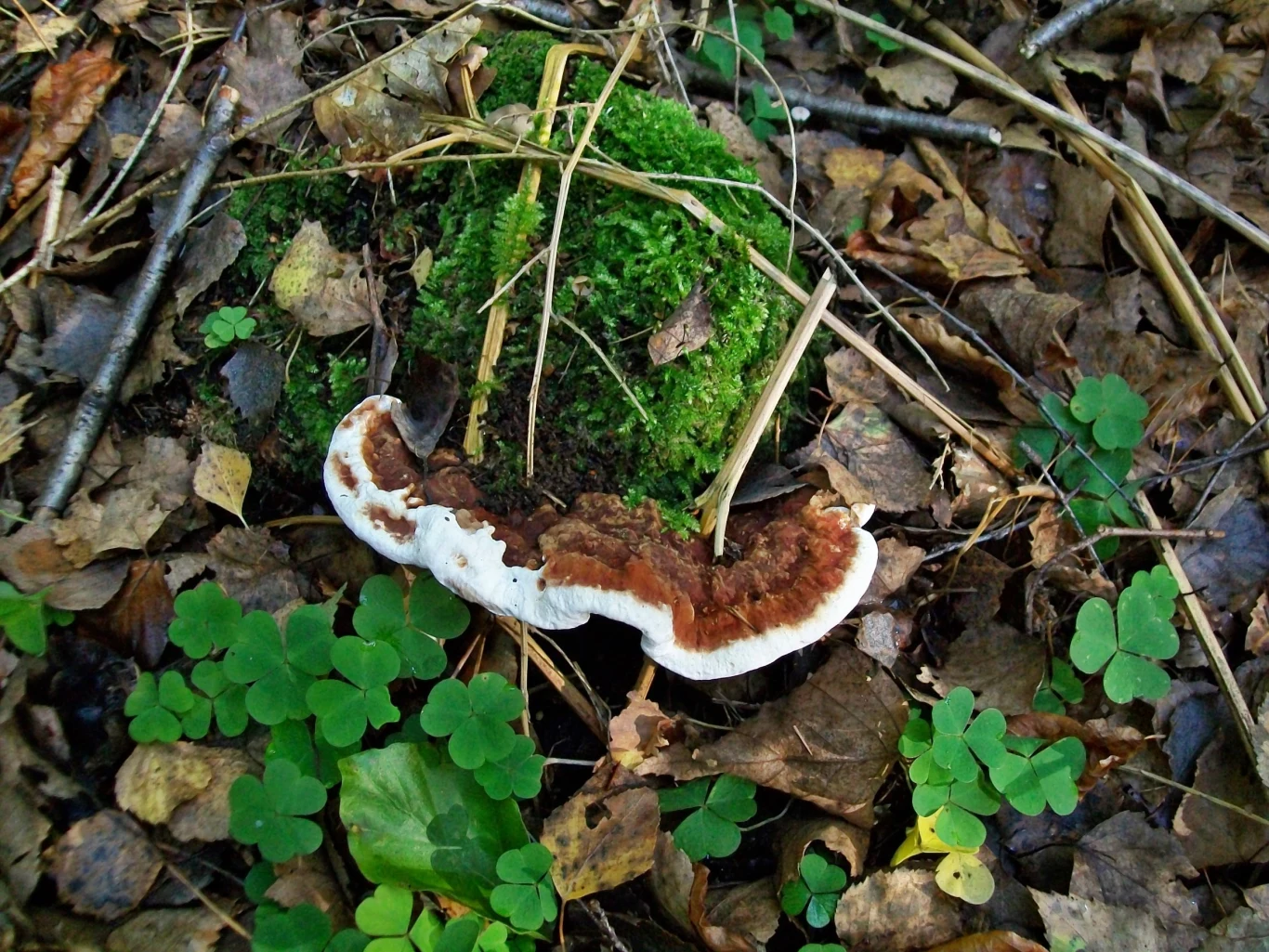 W Polsce trwają badania nad wykorzystaniem grzybów m.in. w leczeniu nowotworów W Polsce trwają badania nad wykorzystaniem grzybów m.in. w leczeniu nowotworów