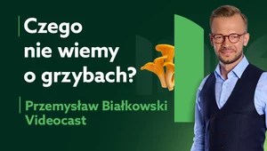 Czego nie wiemy o grzybach? Te fakty cię zaskoczą