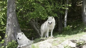 Chińczycy sklonowali wilka arktycznego
