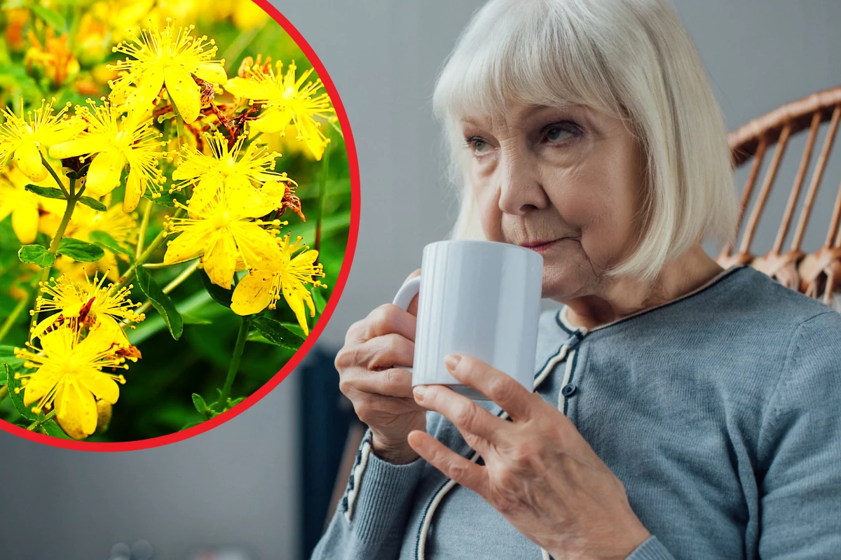 Dziurawiec, dzięki zawartej w nim hiperycynie, ma właściwości hamujące rozkład serotoniny dzięki czemu poprawia nastrój