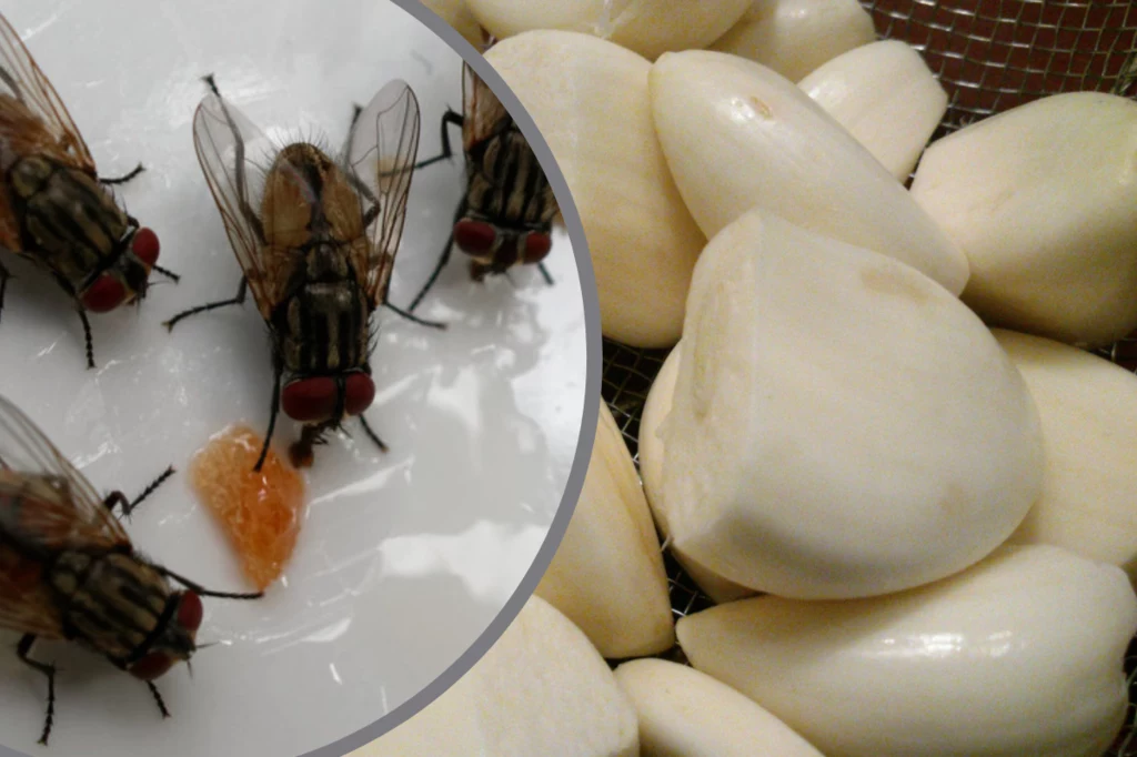 Domowe sposoby na odstraszenie much