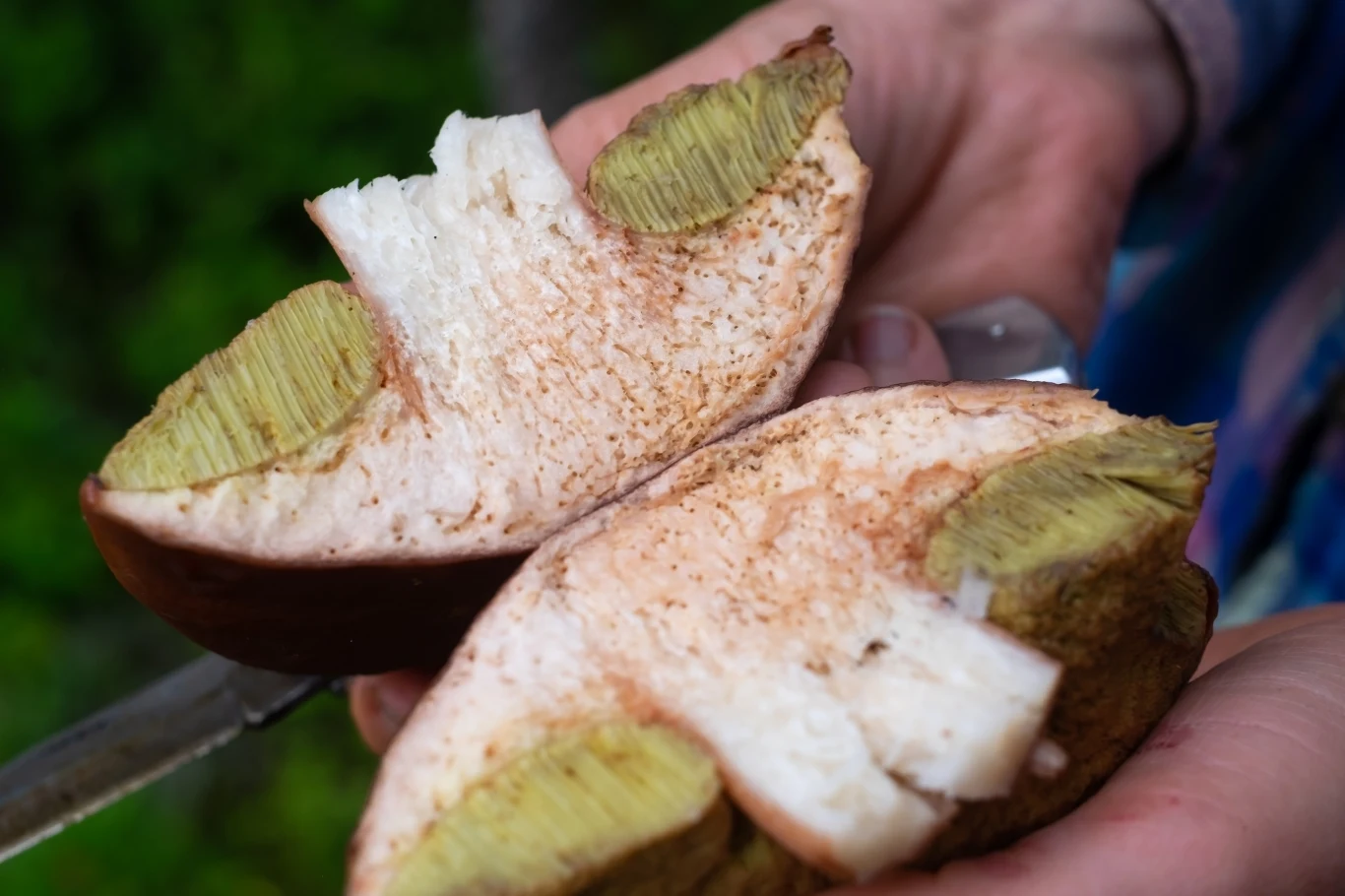 Idąc na grzyby, weźmy ze sobą atlas, w którym znajdziemy dokładne opisy i wskazówki