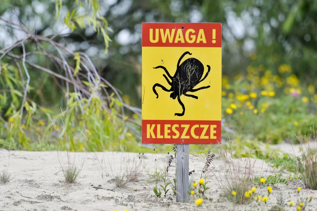 W Polsce w tym roku odnotowano więcej przypadków boreliozy W Polsce w tym roku odnotowano więcej przypadków boreliozy