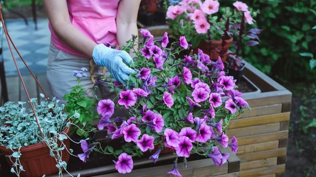 Czym właściwie jest calibrachoa? Zastąpi pelargonie na Twoim balkonie.