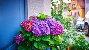 Hortensje możesz uprawiać również w donicy. Trzymaj się tych rad, a będą ozdobą balkonu