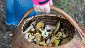 Sezon na grzybobranie 2022 rozpoczął się na dobre. Gdzie można spotkać najwięcej grzybów?