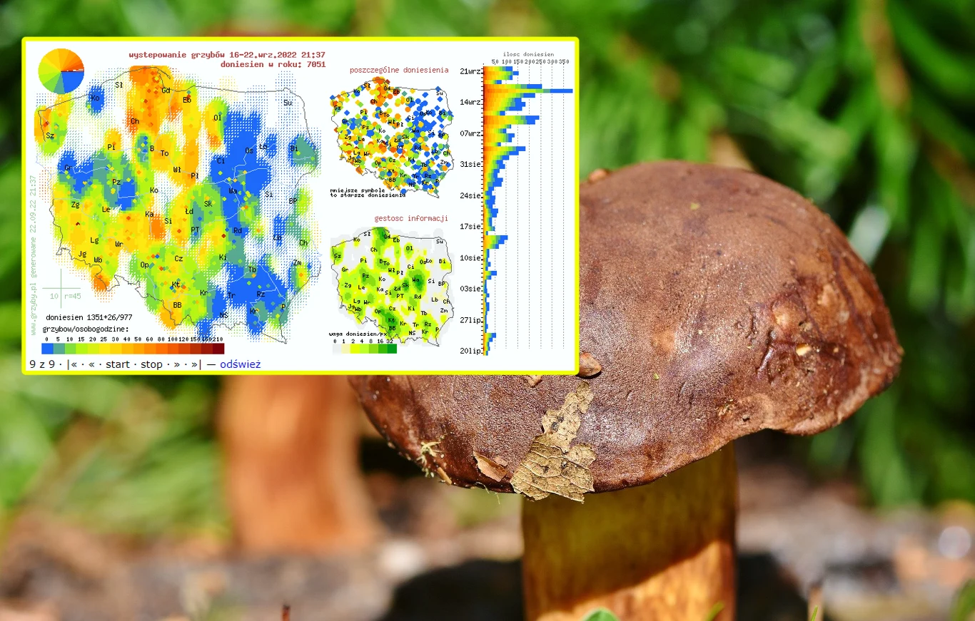 Mapa grzybów w Polsce. Gdzie jest najwięcej grzybów? Mapa grzybów w Polsce. Gdzie jest najwięcej grzybów?