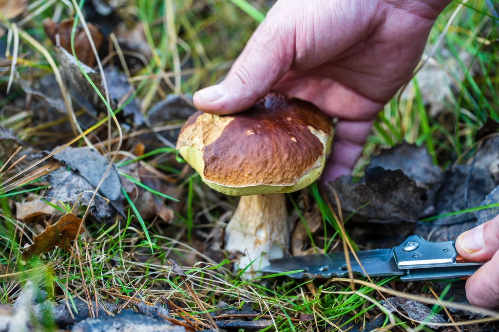 Tej jesieni przyroda jest wyjątkowo łaskawa dla grzybiarzy