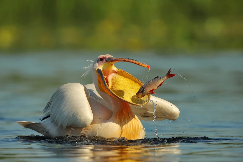 Pelikany to w Polsce coraz częstszy widok. Ciepłolubne ptaki wybierają nasz kraj ze względu na ocieplający się klimat