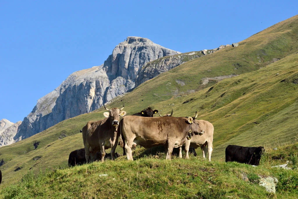 Krowy w szwajcarskich Alpach