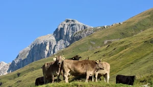 Szwajcarzy zagłosują za zniesieniem przemysłowej hodowli zwierząt