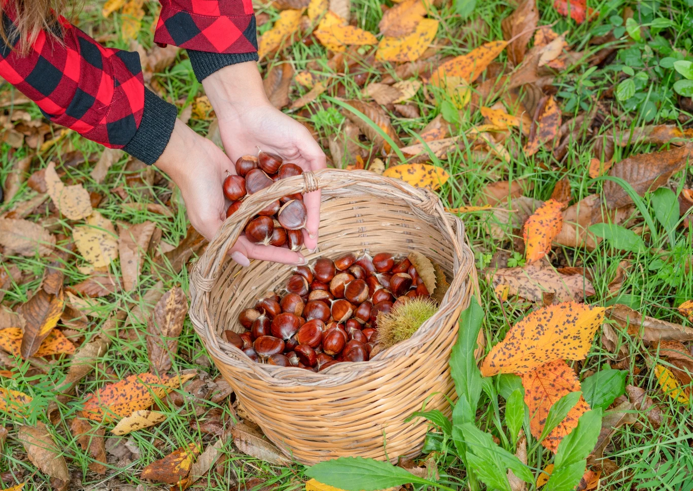 Kasztany są ekologiczną i darmową alternatywą kupnych środków piorących.