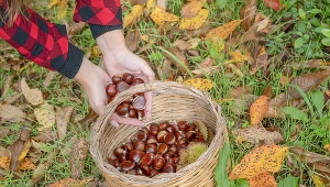 Tyle można zarobić, zbierając kasztany. Skupy właśnie ruszają