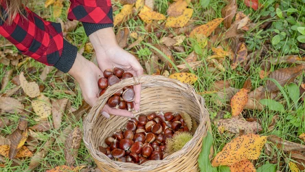 Ile kosztuje kilogram kasztanów w skupie?