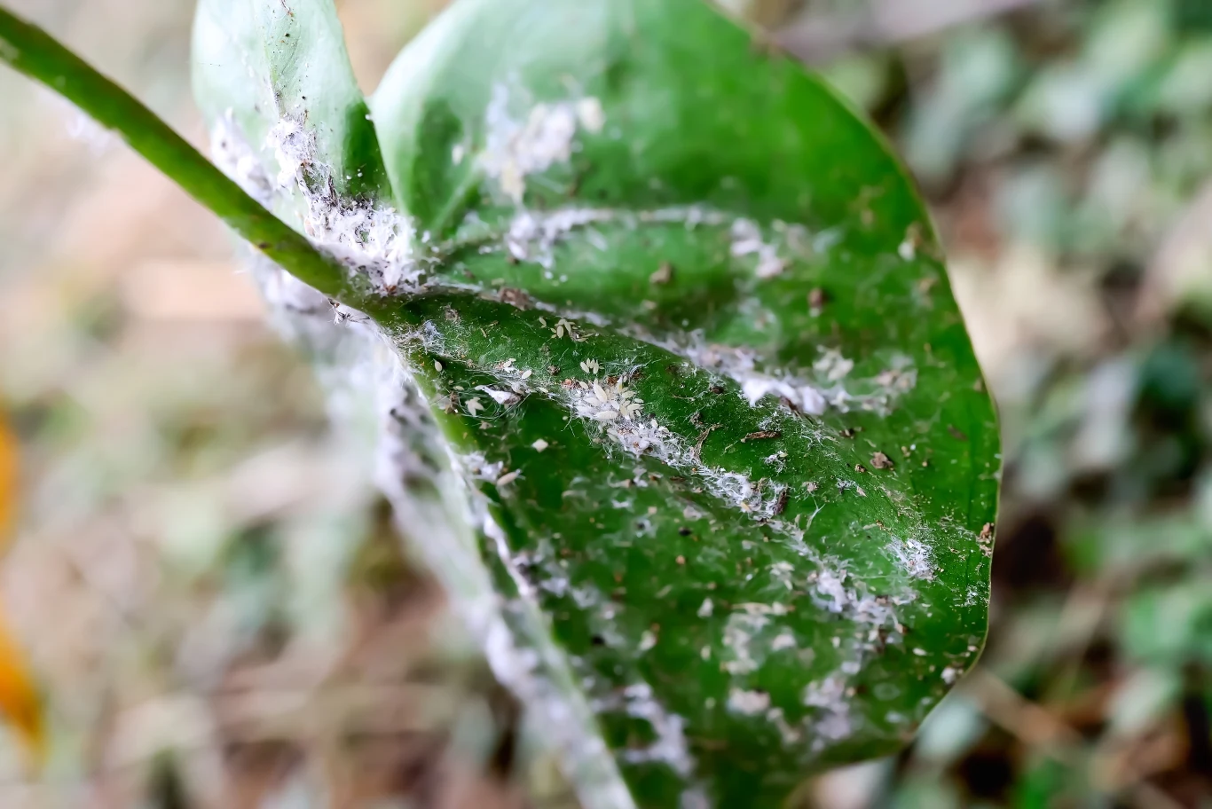 Wełnowce to szkodniki roślin doniczkowych, które swoją nazwę zawdzięczają temu, że wyglądem przypominają wełnę.
