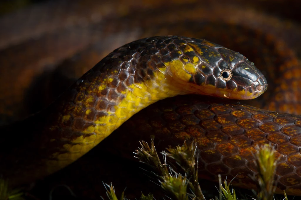 Atractus discovery to nowy gatunek węża, którego odkryto na cmentarzysku w Ekwadorze